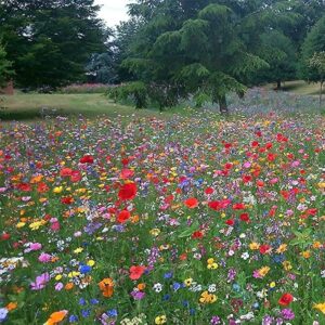 wildflower seed mix uk annuals perennials daisy