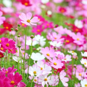 Cosmos bipinnatus Sensation mix seeds