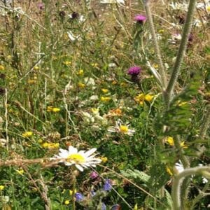 Autumn Sown Bumble Bird Seed Mix