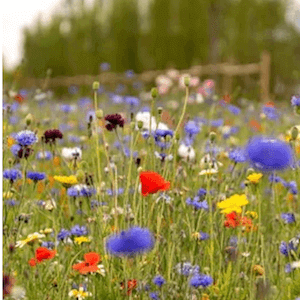 wild flower buy seeds