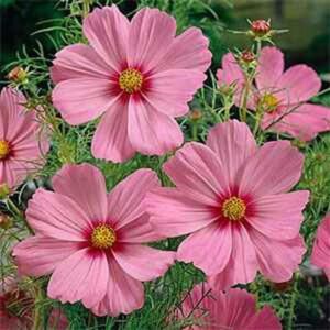 Cosmos bipinnatus Sensation Gloria seed