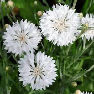 Cornflower Centaurea Cyanus