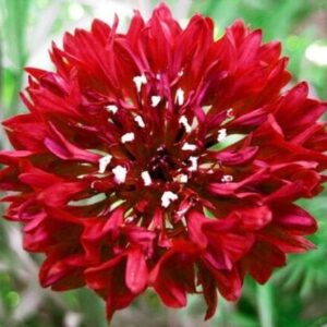 Cornflower Tall double Red seeds