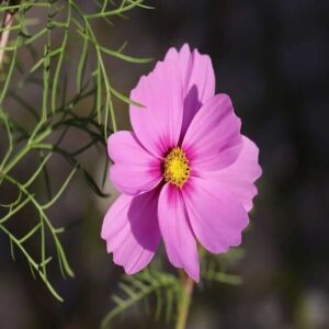 cosmea-Gloria