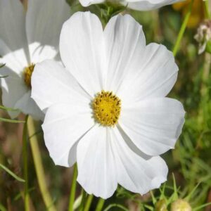 cosmos purity white