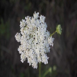 daucus carota seed