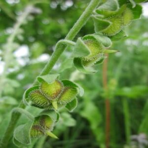 dog's tongue seeds