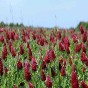 organic crimson red clover seeds