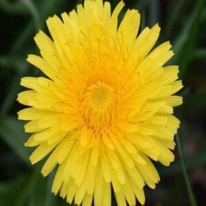 taraxacum