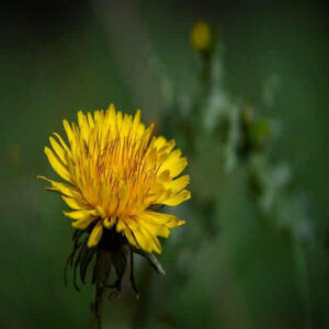 where to buy dandelion seeds genshin