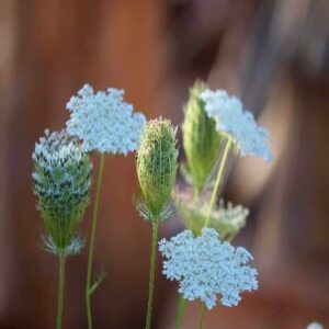 wild-carrot-flowers-Daucus carota