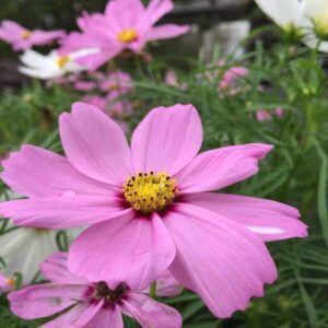 cosmos pinkie plant