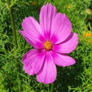 cosmos pinkie seeds