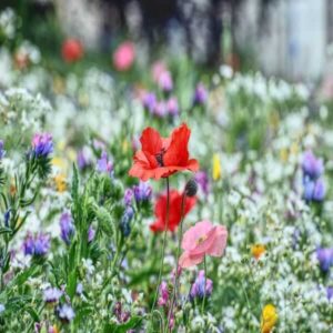 Best pollinator seed mix packets on a shelf with a variety of wildflowers in the background.