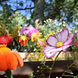 pollinator-friendly garden