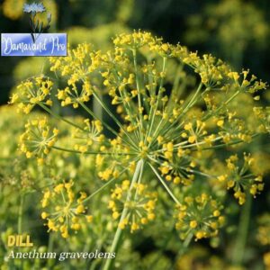 Dill Seeds