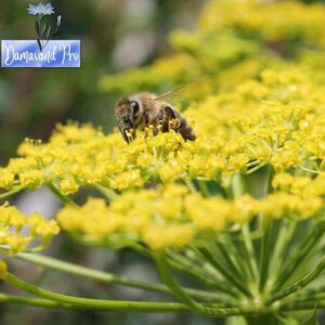 Dill Seeds Anethum Graveolens Hercules Herb