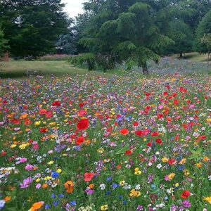 100g Wildflower Seed Mix: Attract Bees and Butterflies to Your Garden