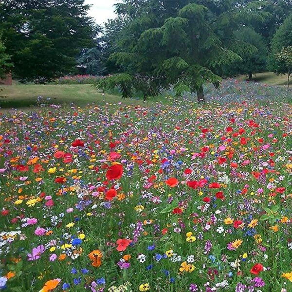100g Wildflower Seed Mix: Attract Bees and Butterflies to Your Garden