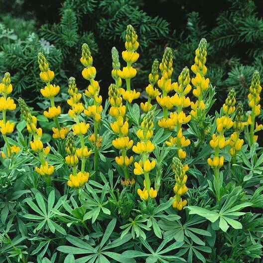 annual lupine seeds benefits