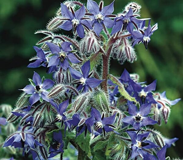 Borage Seed (Agricultural) Wildflower Seeds Nectar-Rich Annual Grows 1m Blue Flowers