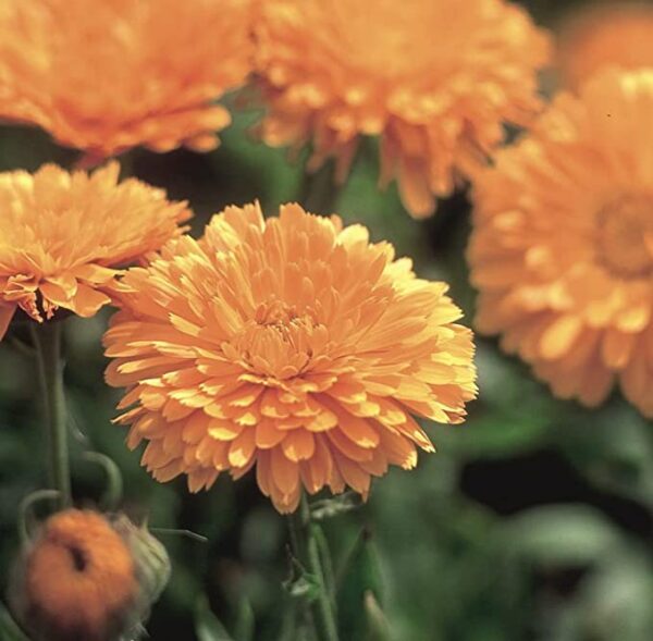 calendula seeds for planting outdoors