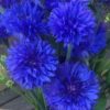 centaurea-cyanus-double-blue seeds for sale