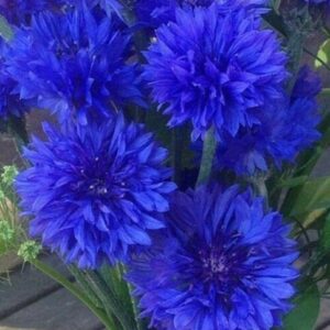 centaurea-cyanus-double-blue seeds for sale