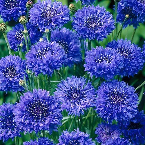 centaurea-cyanus-double-blue seeds