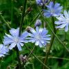 chicory seed for sale
