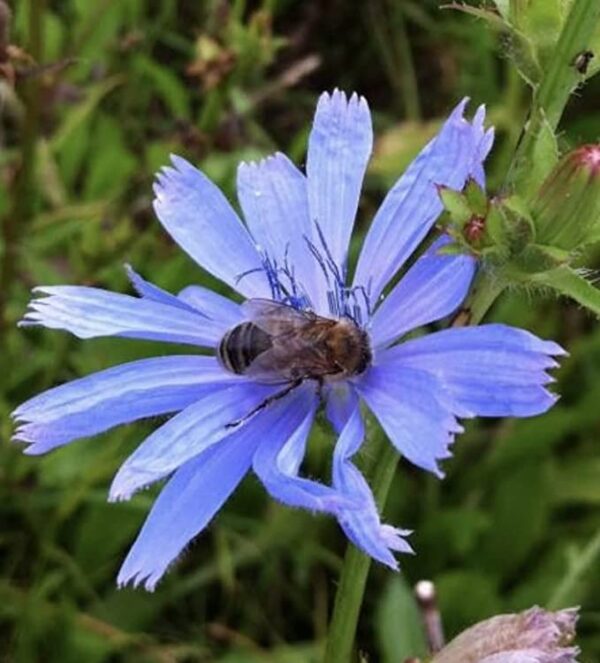 chicory seeds - chicory seeds uk - Chicory Seed - chicory seed for sale Wildflower chicory