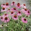 coneflower seeds echinacea purple coneflower heirloom