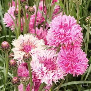 cornflower seeds pink