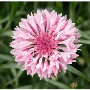 cornflower seeds pink and white nails
