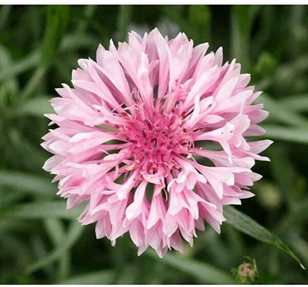 cornflower seeds pink and white nails