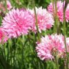 cornflower seeds pink blush