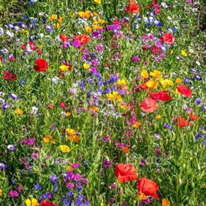 mix of 21 wildflower seeds uk mix annual meadow Wildflower seed mix wild flower seeds bulk Wildflower Seed Mix