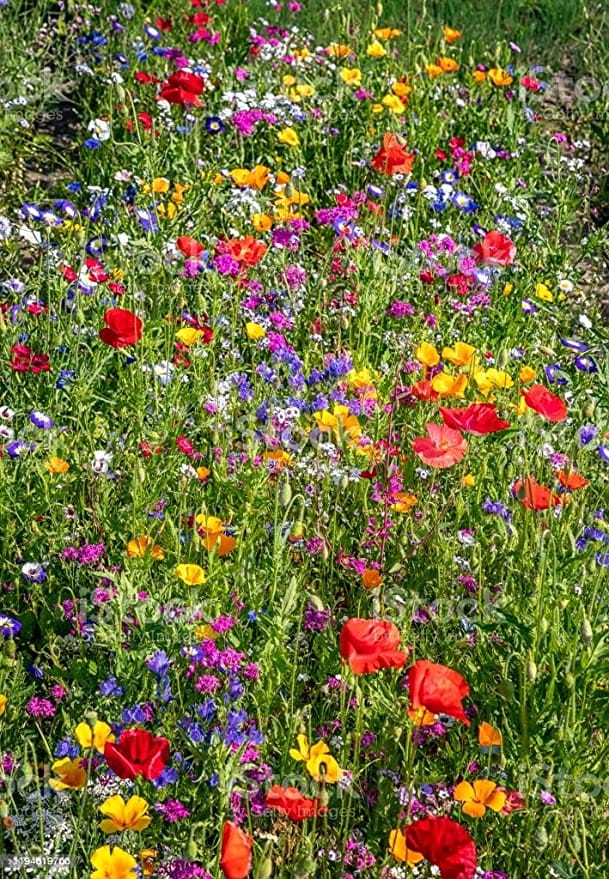 mix of 21 wildflower seeds uk mix annual meadow Wildflower seed mix wild flower seeds bulk Wildflower Seed Mix