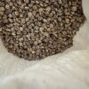 nasturtium-gleam-mix-seeds