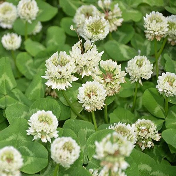 white clover wildflowers seeds