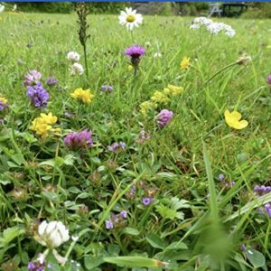 wildflower-meadows-seed-mixtures near me
