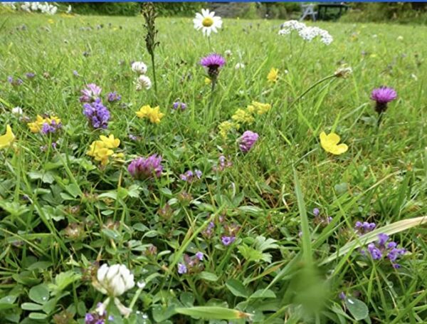 wildflower-meadows-seed-mixtures near me