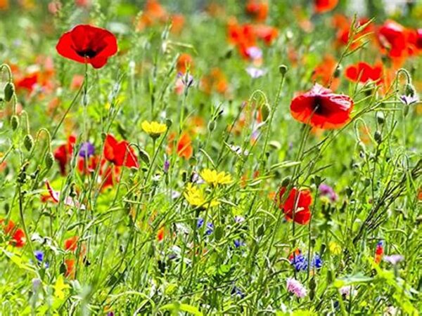 wildflower seed mix
