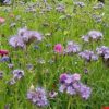 1kg Wildflower Mixed Meadow wildlife habitat seed mix