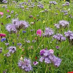 1kg Wildflower Mixed Meadow wildlife habitat seed mix