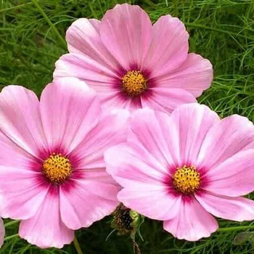 Bulk Flower - Discover the Magic of Wildflowers
Bulk Flower Seeds - High-Germinating Seeds for Your Garden
Bulk Flower - Bring Color and Beauty to Your Garden
Bulk Flower - Experience the Joy of Wildflower Bouquets
Bulk Flower - Create a Lush and Diverse Garden with Our Seeds