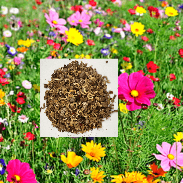 10 kg wild flower This caption refers to a quantity of 10 kilograms of wild flower seeds. The wild flowers featured in this image are being sold in a bulk amount of 10 kilograms. Premium 10kg wildflower seed blend