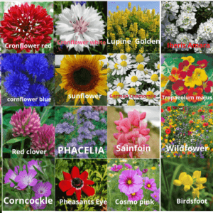 Flower seed packets - 24 pack of flower seeds