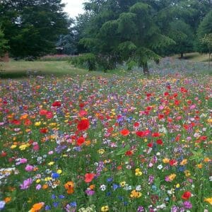 5kg wildflower seeds quality | 100% Pure Flower Seeds, No Grass or Filler