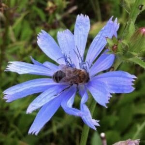 Chicory Seeds 1kg